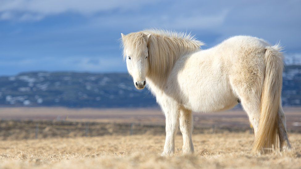 Icelandic horse