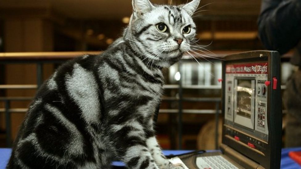 Threeeared 'Captain Kirk' cat found in Norfolk BBC News