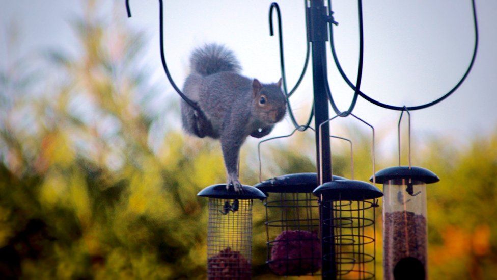 Squirrel pinching nuts from a bird feeder in Llanharan