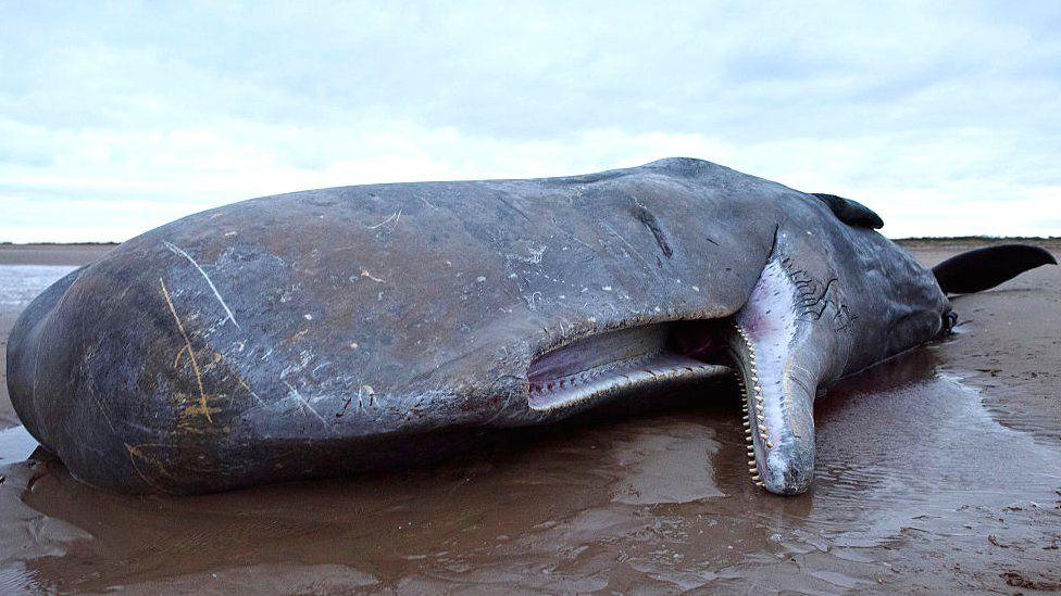 Stranded Whales Numbers On The Rise Around Uk Shores Bbc News