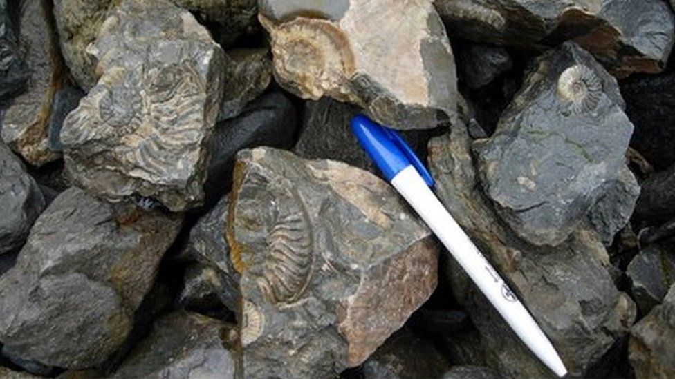 Smashed fossils on Skye