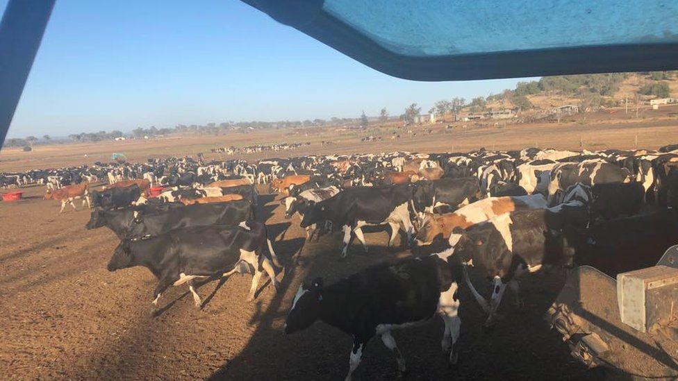 Cows on Ashley Gamble's land