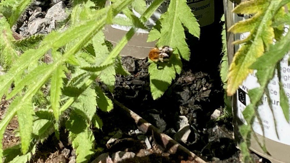 A bee in the coronation garden