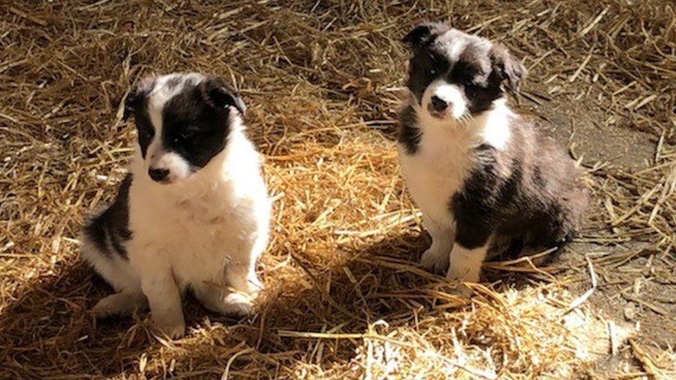 Farm sales border collie