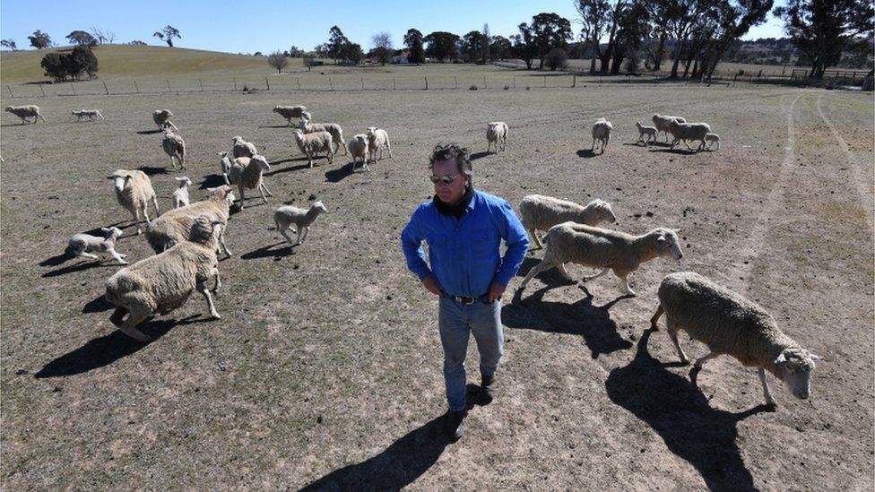 A farmer surrounded by sheep in a dry field in Orange, NSW (17 Aug 2018)