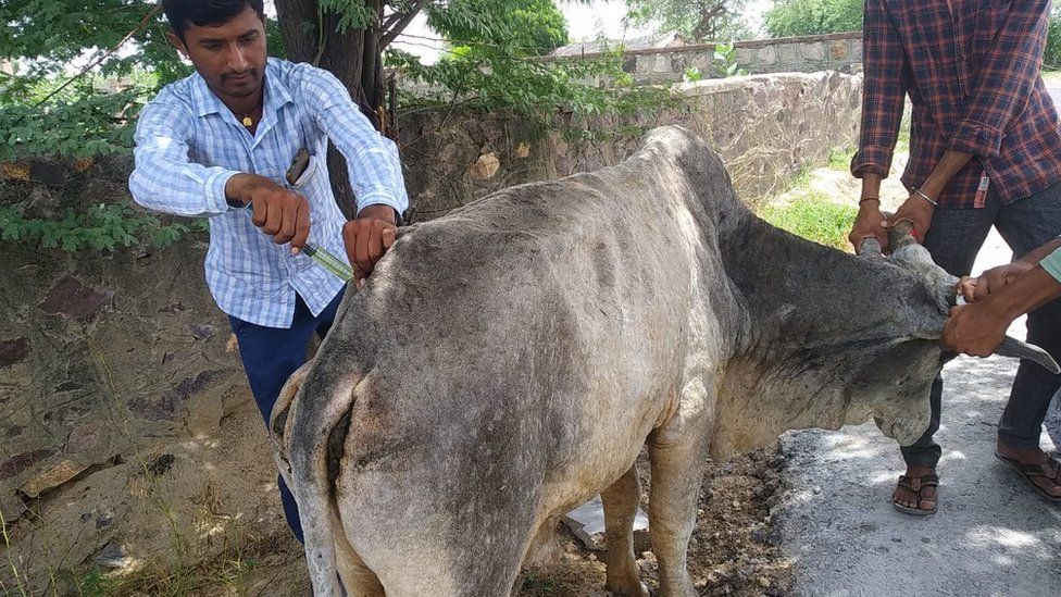 lumpy-skin-disease-cattle-farmers-in-gujarat-rajasthan-reel-under