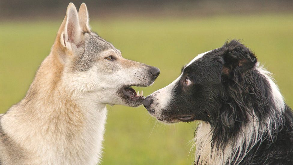 A border collie and Czechoslovakian wolf dog in communication