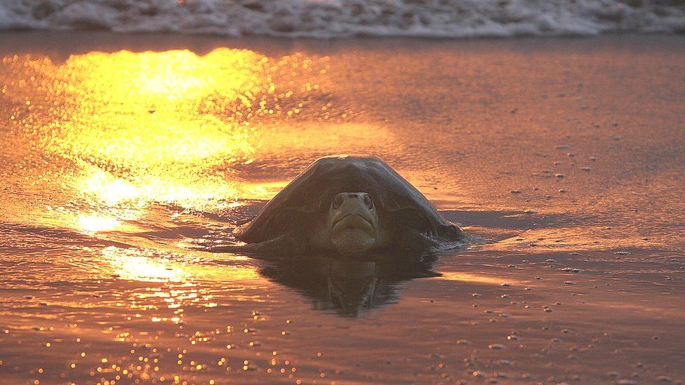 Kemp's ridley turtle on a beach in the sunset
