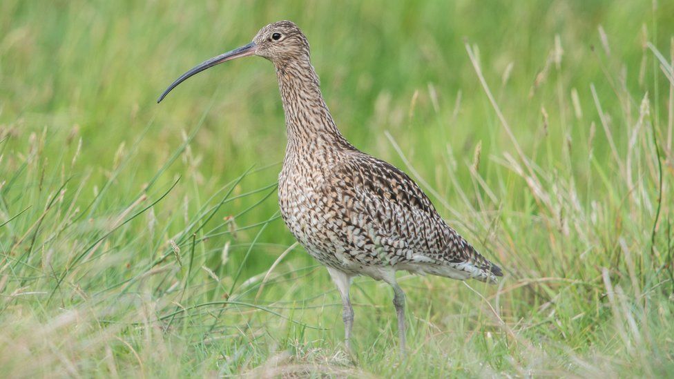 A brown speckled curlew in long grass, with a long beak