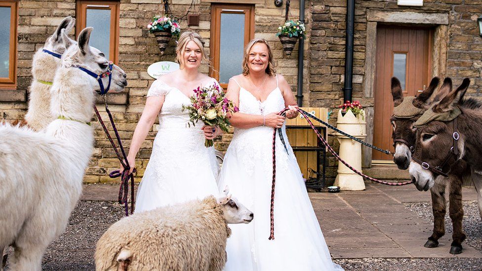 Brides accompanied by two llamas in bow ties