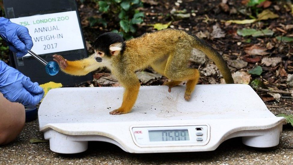 Squirrel monkey on scales
