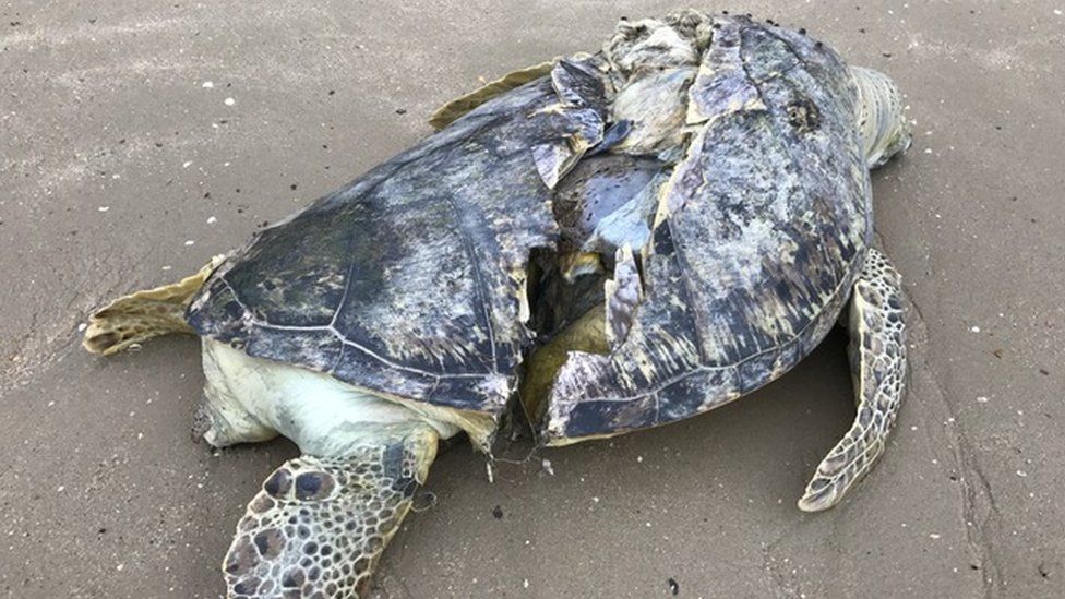 sea creature attack results in a turtle