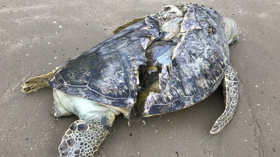 sliced-sea-turtle-found-dead-on-singapore-beach-bbc-news