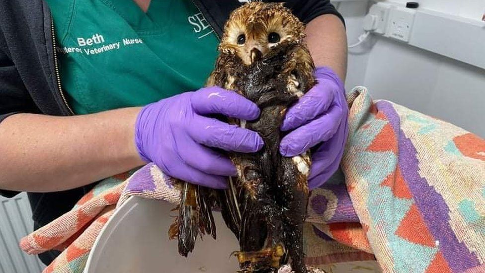 Barn owl coated in molasses being held by a vet nurse