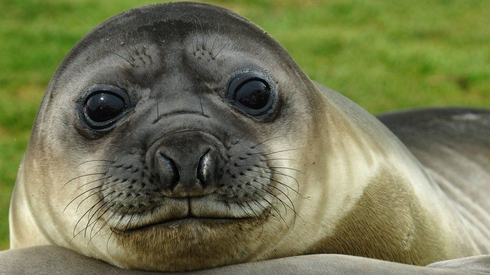 Seals use whiskers to find food in deep ocean - BBC Newsround