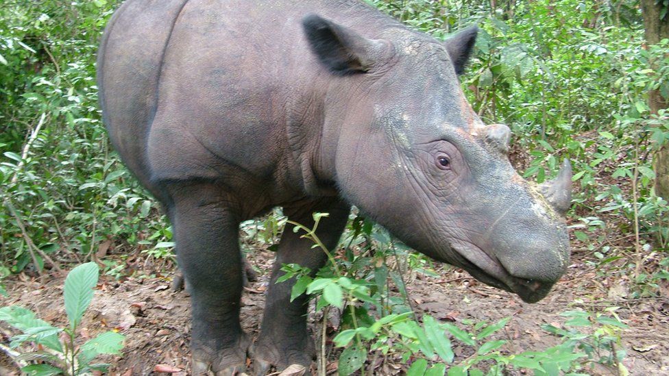 Rosa who lives at the Sumatran Rhino Sanctuary, is one of less than 100 Sumatran rhinos left in the world