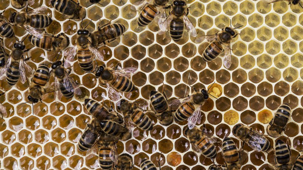 Bees can solve puzzles by watching their friends BBC Newsround