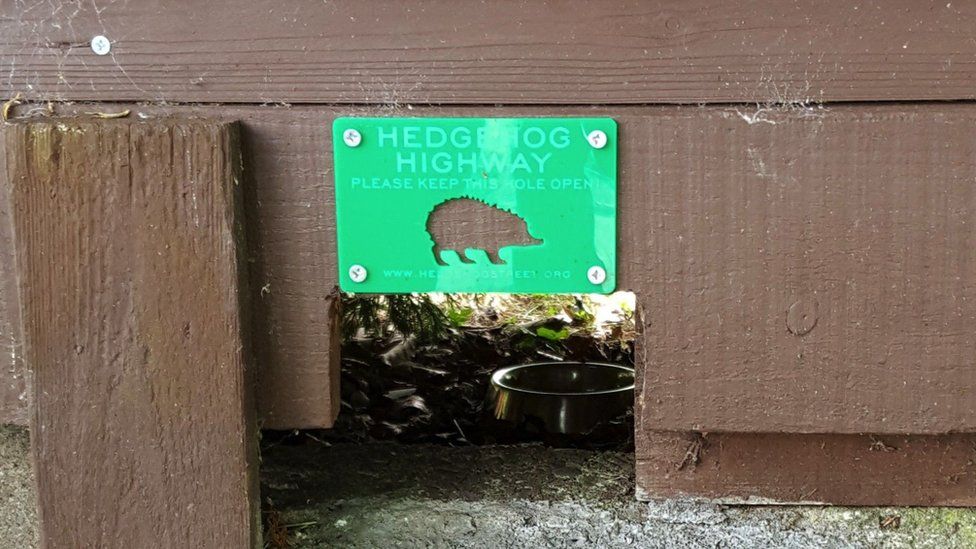 A "hedgehog highway" in a garden fence