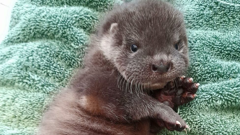 An otter rescued from a field near the River Deben