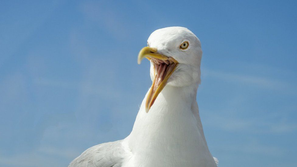 seagull