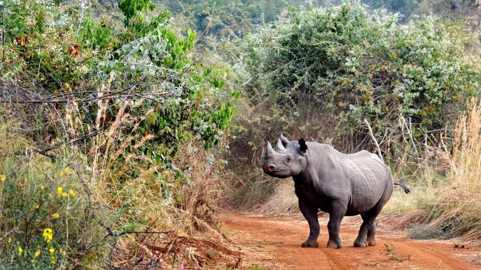 A black rhino in Akagera National Park