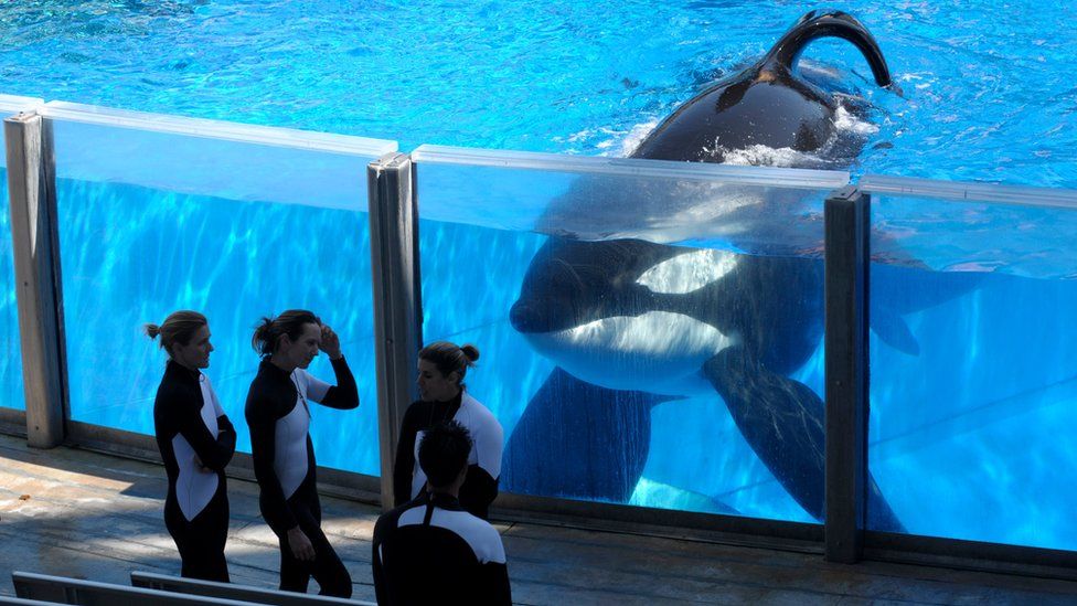 Tilikum, an orca, watching trainers at SeaWorld Orlando in Florida