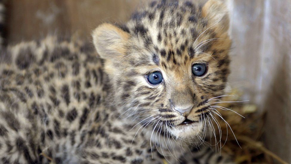 Baby Amur leopard also known as the Manchurian leopard, at the Parc des felins, in Nesles, southeastern Paris.
