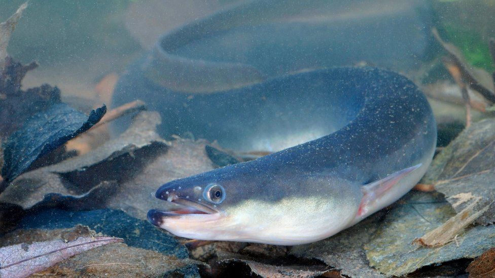 Eel protections screens for Tees, Tyne, Wear and Coquet rivers - BBC News