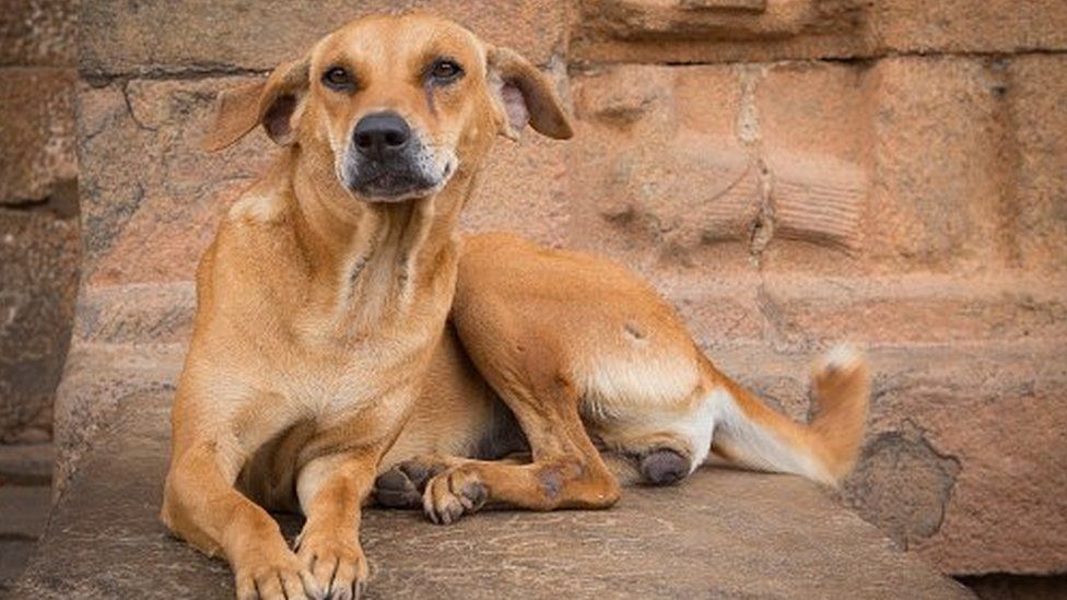 Kerala stray dogs: The Indian state getting a bad rap over the