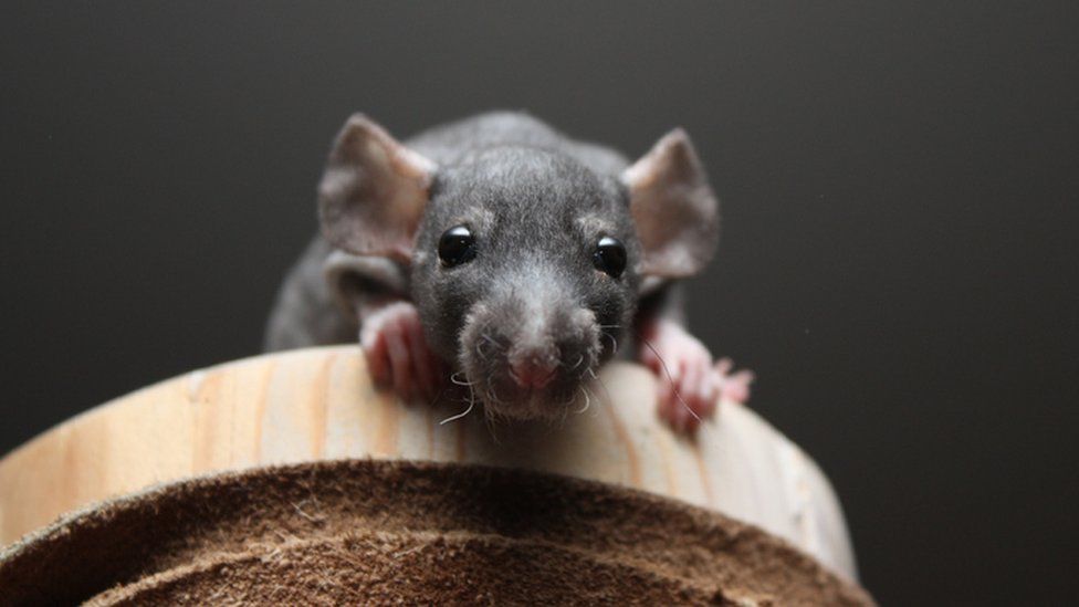 New research shows rats use imagination to navigate - BBC Newsround