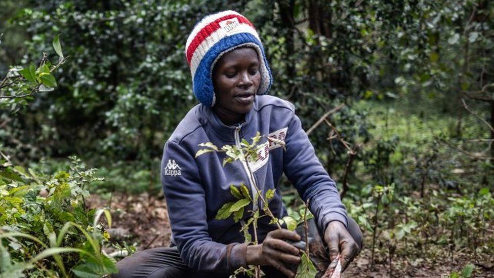 A woman picks tree seedlings to plant them in an urban forest during the nationwide tree planting public holiday in Nairobi on November 13, 2023.