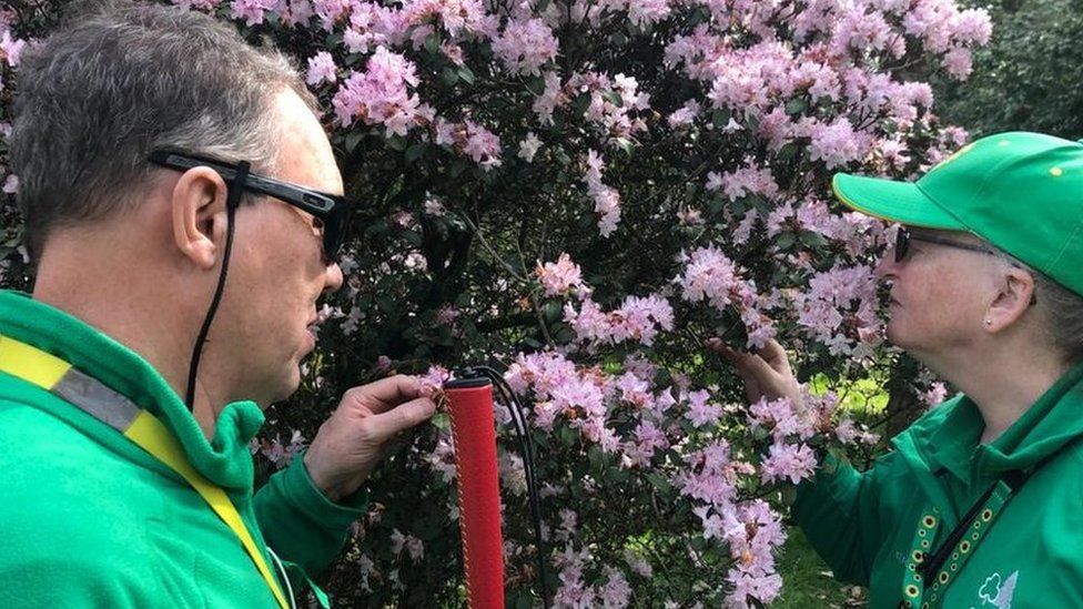 Two people sniff and touch pink tree blossom