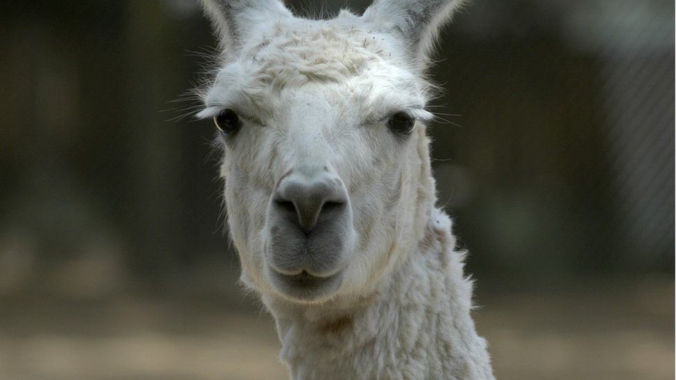 A Lama at Buenos Aires zoo