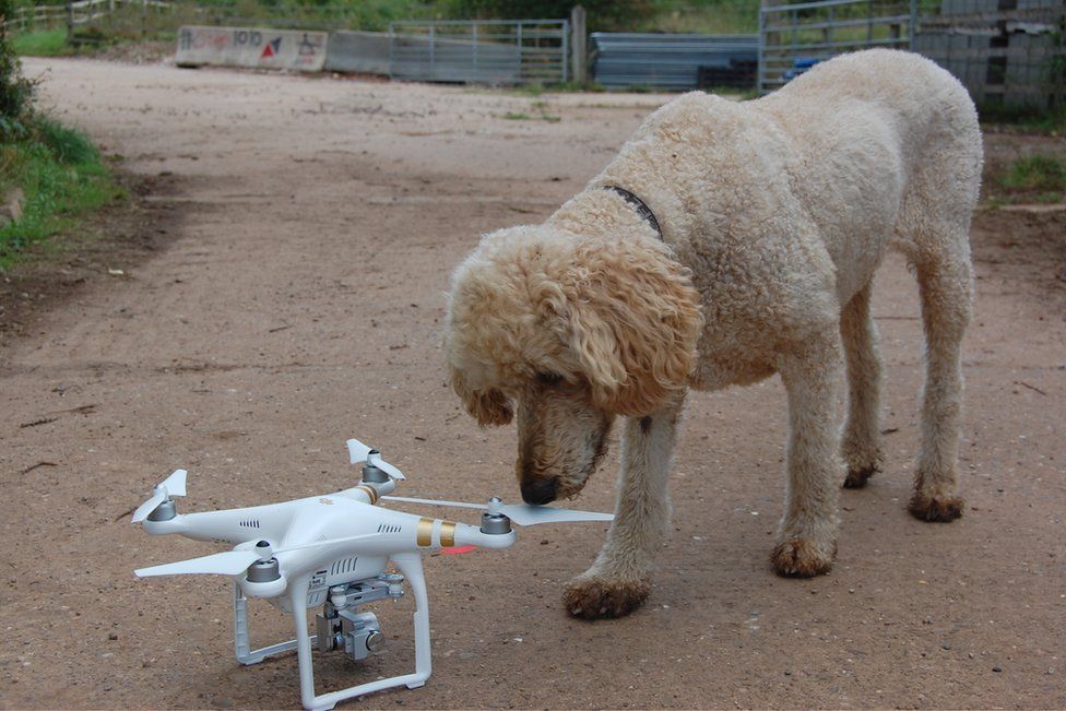 Dog with drone
