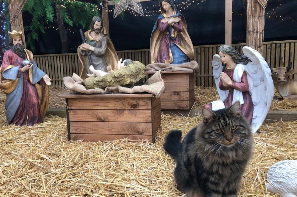 George the cat in a nativity scene
