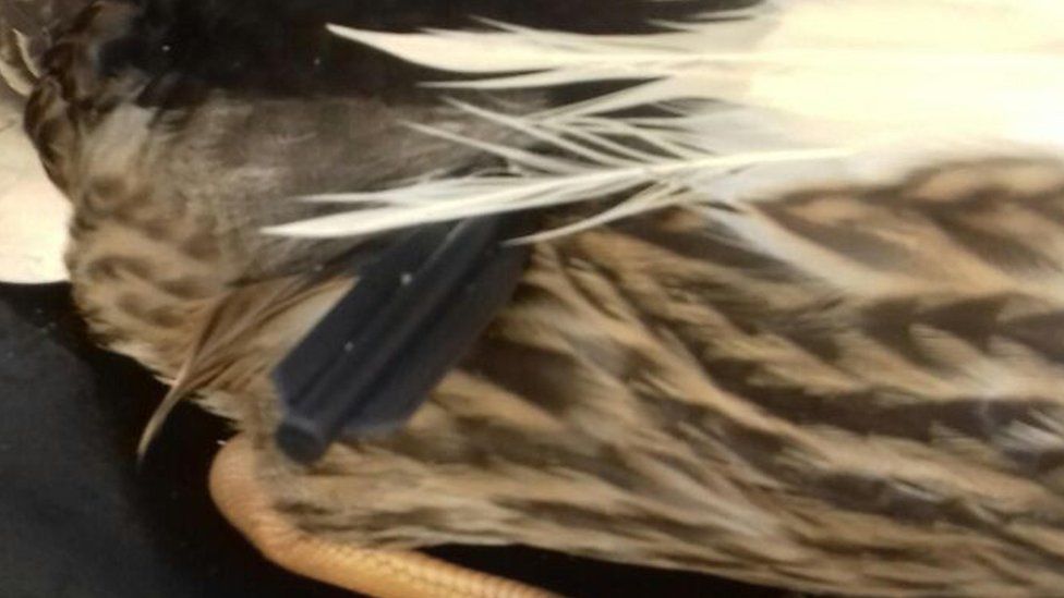 A duck which was found with a crossbow arrow through its body in Bonnybridge.