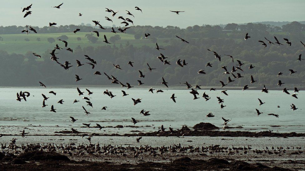 Pink footed geese arrive on the Forth Estuary