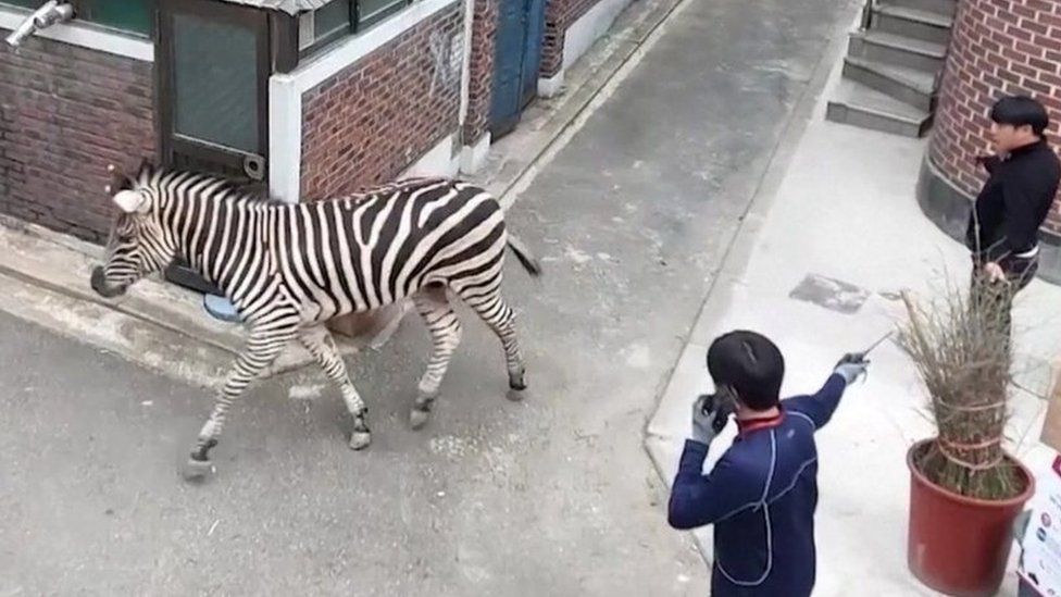 A zebra walks down an alleyway in Seoul