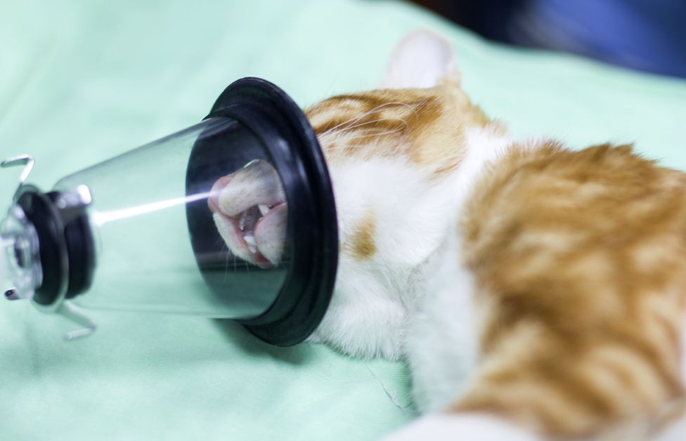 Cat under anaesthetic