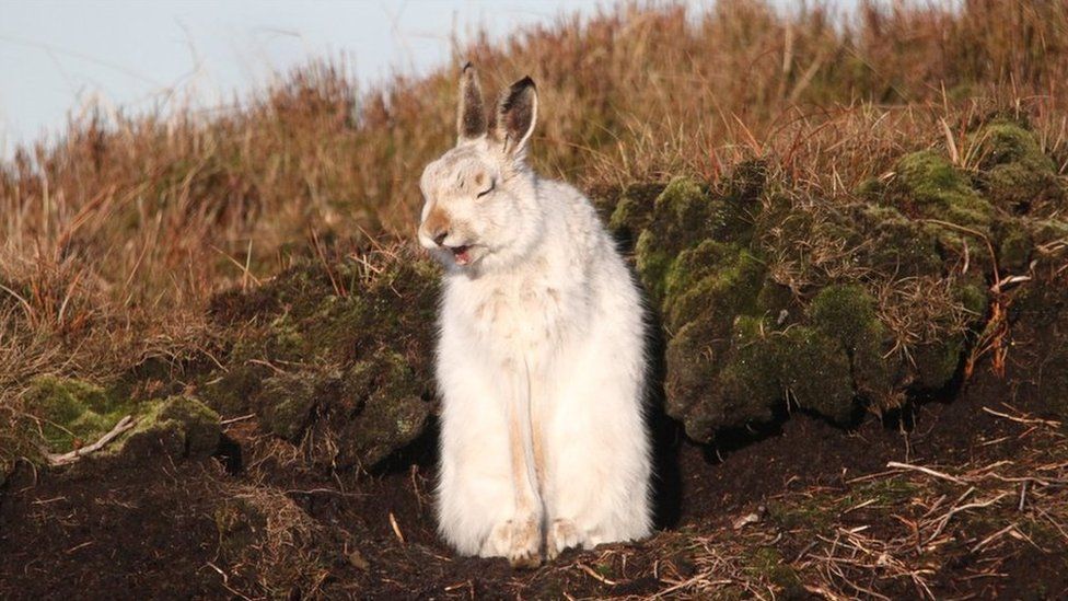 A Peak District mountain hare