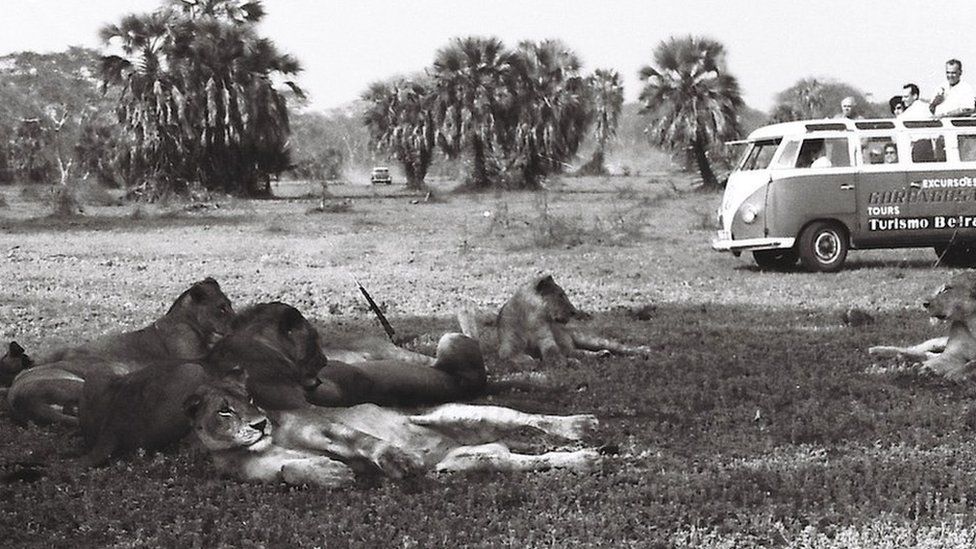 Lions and tourists in Gorongosa in late 60s/early 70s