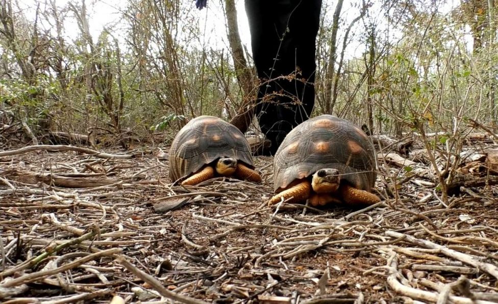 Critically-endangered tortoises released in Madagascar - BBC Newsround