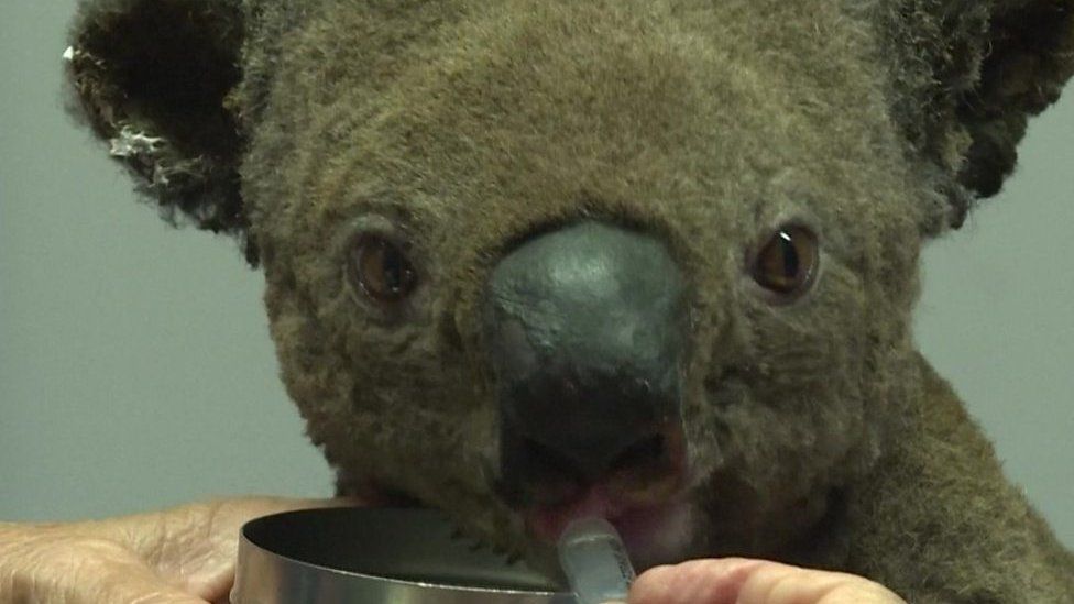 The koala drinks through a syringe