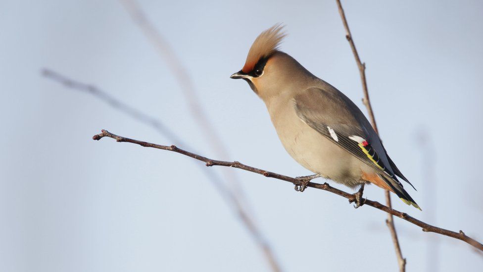 Waxwing