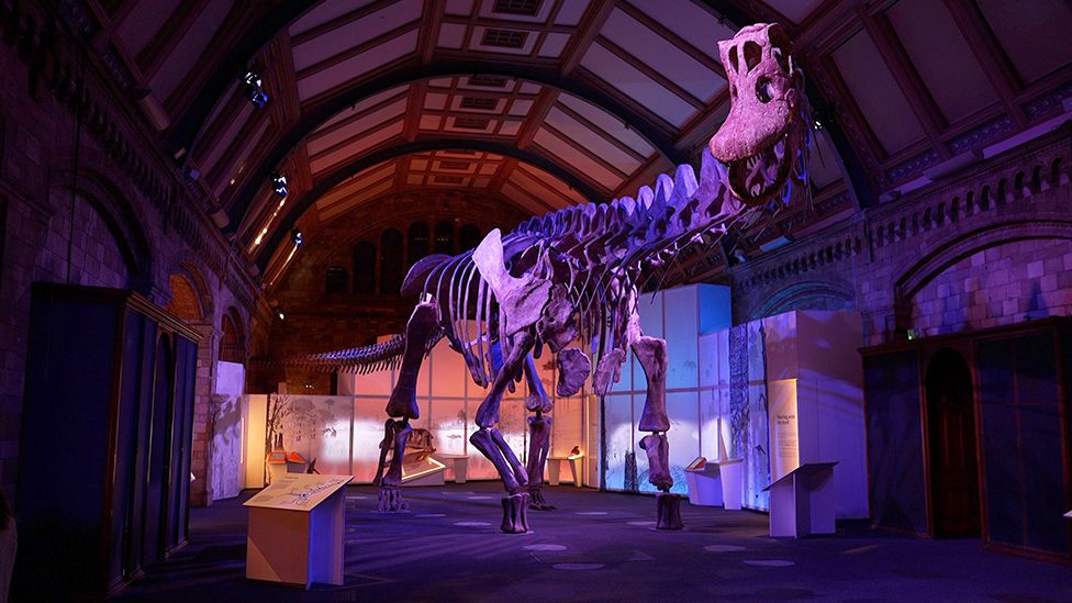 museum of natural history dinosaur