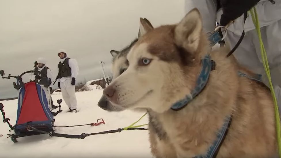 how do you train a husky to pull a sled