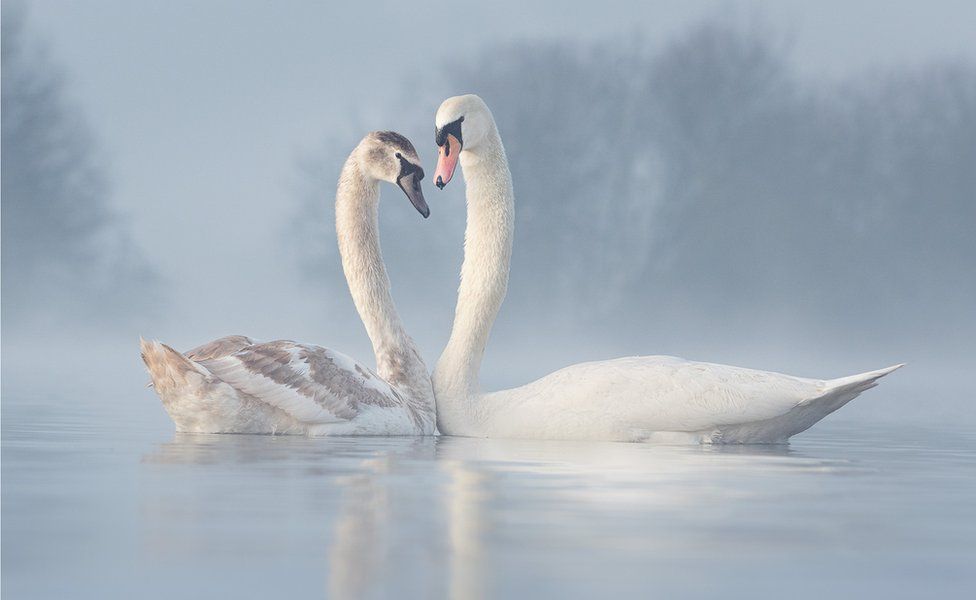 Два лебедя прижимаются друг к другу на туманном озере