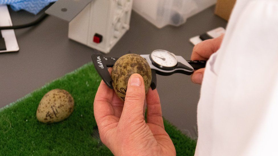 A person looking at a curlew bird egg at Pensthorpe Natural Park