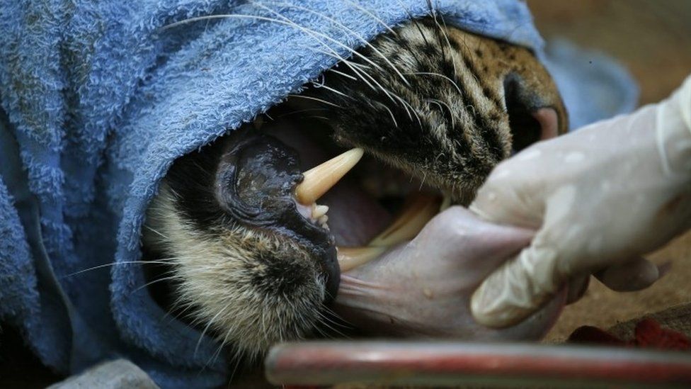 Thailand Tiger Temple: Forty dead cubs found in freezer - BBC News