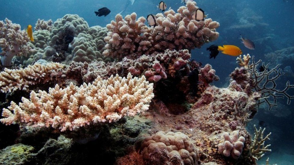 Coral on the Great Barrier Reef